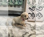 Small Photo #1 Golden Retriever Puppy For Sale in MAGNOLIA, TX, USA