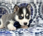 Small Pomsky