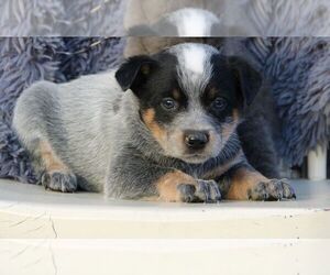 Australian Cattle Dog Puppy for sale in HYDE PARK, VT, USA