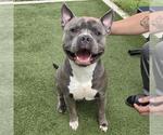 ACE - Male Mutt Dog for Adoption - Small photo