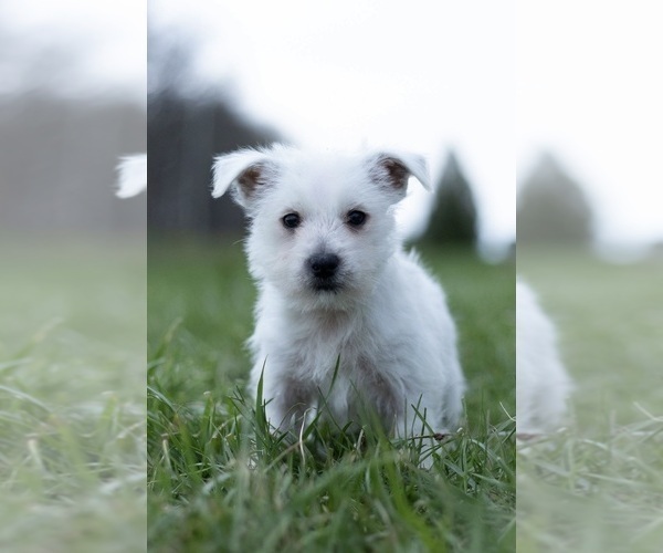Medium Photo #6 West Highland White Terrier Puppy For Sale in WARSAW, IN, USA