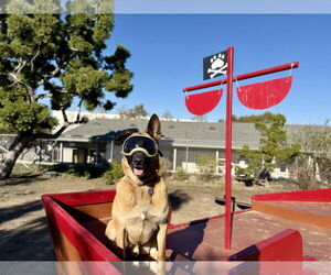 Gunther - Male German Shepherd Dog Dog for Adoption - Photo #6