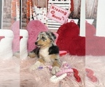 Small Photo #42 Australian Shepherd Puppy For Sale in NEW BRAUNFELS, TX, USA
