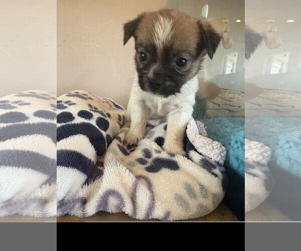 Medium Photo #2 Mutt Puppy For Sale in Denton, TX, USA