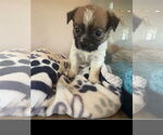 Small #1 Mutt