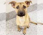 Small #3 German Shepherd Dog Mix
