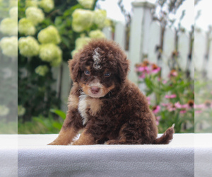 Bernedoodle-Poodle (Miniature) Mix Puppy for sale in NARVON, PA, USA