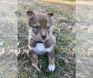 Bernedoodle-Siberian Husky Mix Puppy for Sale in CHICOPEE, Missouri USA