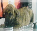 Small #2 German Shepherd Dog