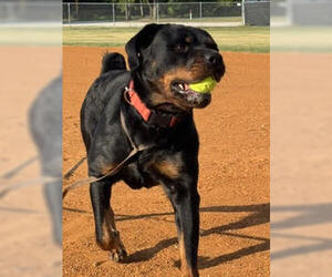 Rottweiler Dogs for adoption in Hillsboro, NH, USA