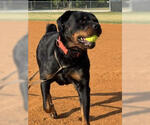 Small Rottweiler