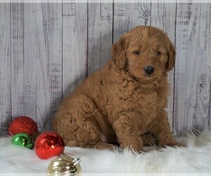Goldendoodle (Miniature) Puppy for sale in FREDERICKSBG, OH, USA