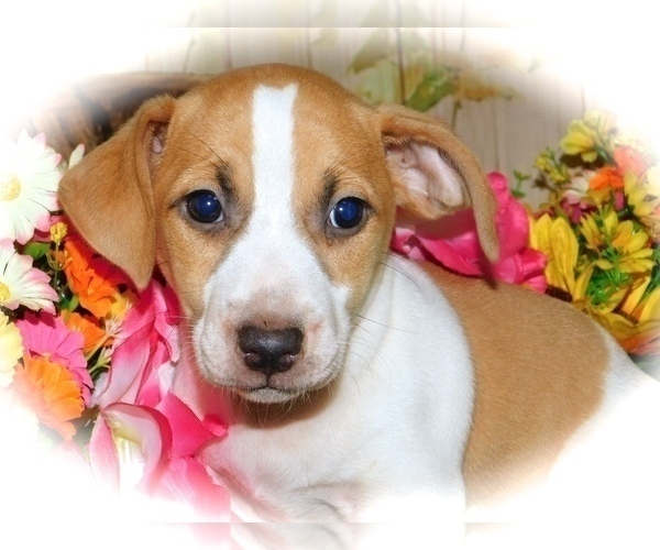 Medium Photo #3 Jack Russell Terrier Puppy For Sale in HAMMOND, IN, USA
