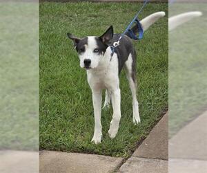 Siberian Husky-Unknown Mix Dogs for adoption in Houston, TX, USA