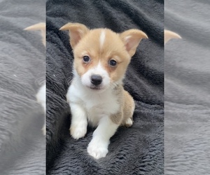 Pembroke Welsh Corgi Puppy for sale in SULLIVAN, IL, USA