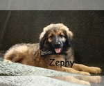 Puppy Zephy Shepadoodle