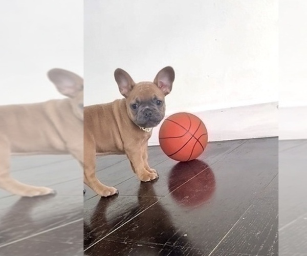 Medium Photo #9 French Bulldog Puppy For Sale in WEST HOLLYWOOD, CA, USA