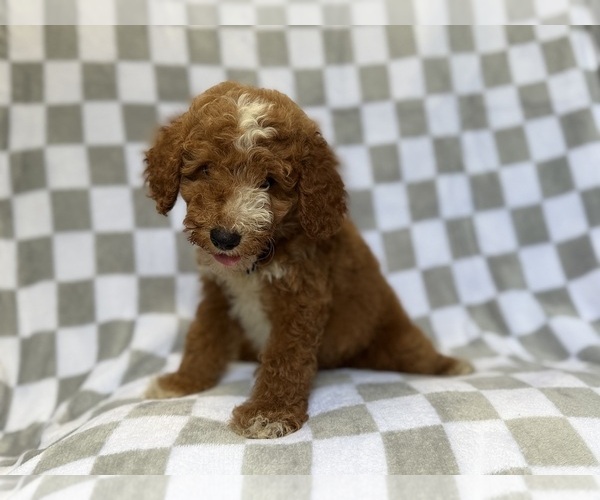 Medium Photo #8 Goldendoodle (Miniature) Puppy For Sale in LAKELAND, FL, USA