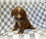 Small #7 Goldendoodle (Miniature)