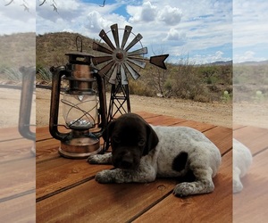 German Shorthaired Pointer Puppy for sale in VAIL, AZ, USA