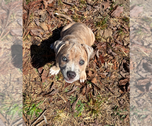 Medium Photo #3 Boxer-Unknown Mix Puppy For Sale in Holly Springs, NC, USA