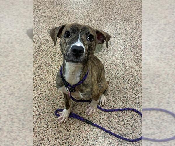 Medium Photo #1 Mutt Puppy For Sale in Springfield, MA, USA
