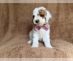 Small #7 Poodle (Miniature)