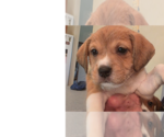 Small #5 Beagle Mix