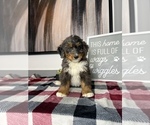 Small Photo #3 Bernedoodle (Miniature) Puppy For Sale in FRANKLIN, IN, USA