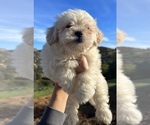 Small Photo #14 Zuchon Puppy For Sale in RAINBOW, CA, USA