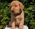 Small #1 Golden Retriever