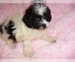 Image preview for Ad Listing. Nickname: TOY POODLES