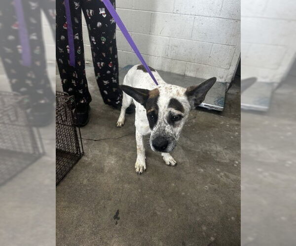 Medium Photo #1 Mutt Puppy For Sale in San Bernardino, CA, USA