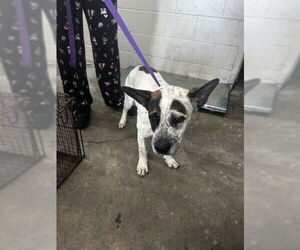 Mutt Dogs for adoption in San Bernardino, CA, USA