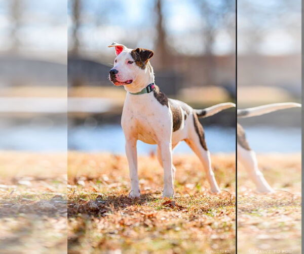 Medium Photo #13 American Pit Bull Terrier-Unknown Mix Puppy For Sale in Germantown, OH, USA