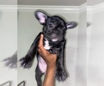 Puppy Winter French Bulldog