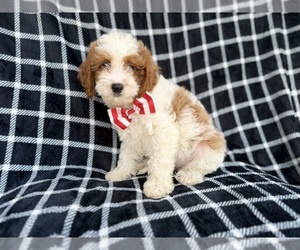 Cavapoo (Standard) Puppy for sale in LAKELAND, FL, USA