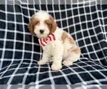 Small Cavapoo (Standard)