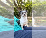 Small #7 Shih Tzu