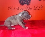 Puppy Puppy 3 American Pit Bull Terrier