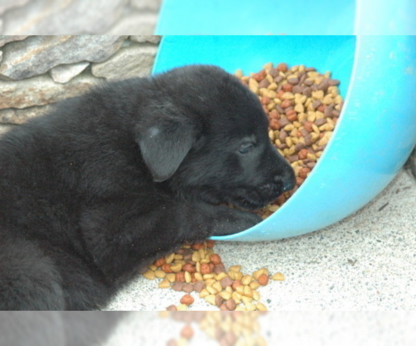 Medium Photo #5 German Shepherd Dog Puppy For Sale in HAMILTON, VA, USA