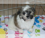 Small Photo #5 Havanese Puppy For Sale in ORO VALLEY, AZ, USA