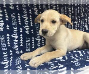 Labsky Dogs for adoption in HESPERIA, CA, USA