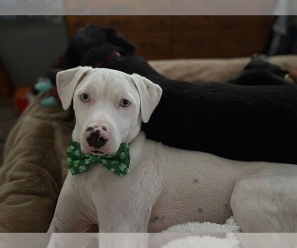 Medium Photo #13 Labrador Retriever-Unknown Mix Puppy For Sale in Brewster, NY, USA