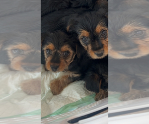 Yorkshire Terrier Puppy for sale in LABELLE, FL, USA
