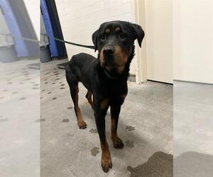 Rottweiler Dogs for adoption in Camarillo, CA, USA