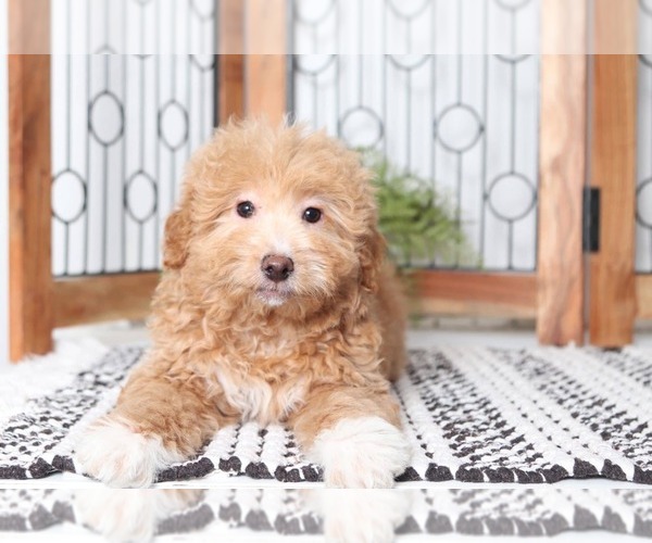 Medium Photo #2 Aussie-Poo Puppy For Sale in NAPLES, FL, USA