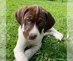 Small German Shorthaired Pointer