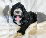 Small Photo #1 Sheepadoodle Puppy For Sale in RIALTO, CA, USA