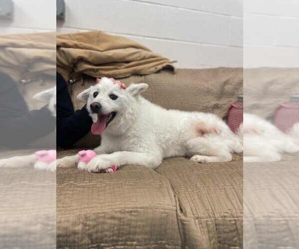 Medium Photo #2 Pomeranian-Unknown Mix Puppy For Sale in Muskegon, MI, USA